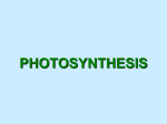 Photosynthesis - Galena Park ISD Moodle