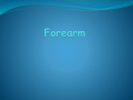 Forearm