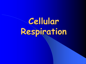 ADP, ATP and Cellular Respiration Powerpoint