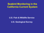 Seabird Monitoring Program for the California Current