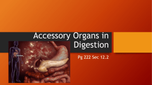 Accessory Organs in Digestion