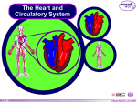 The Heart and Circulatory System