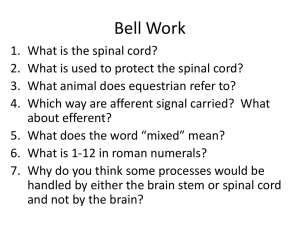 Spinal Cord and Nerves