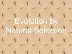 Evolution by Natural Selection