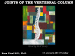 Joints Of The Vertebral Column