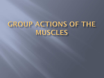 Muscles of the Upper Body