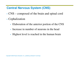 CNS – composed of the brain and spinal cord Cephalization