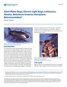 Giant Water Bugs, Electric Light Bugs, Lethocerus, Abedus