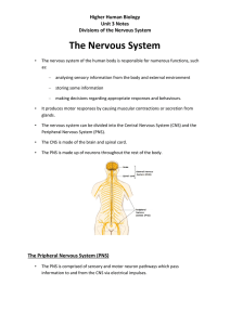 The Nervous System - Cathkin High School