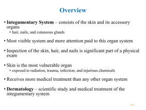 Chapter 7 The Integumentary System