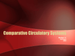 Comparative Circulatory Systems