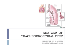 anatomy of tracheobronchial tree