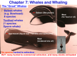 Whales and Whaling