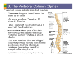 B. The Vertebral Column (Spine)