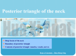 Posterior triangle of the neck