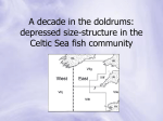 In the doldrums: Depressed size-structure in the Celtic Sea fish
