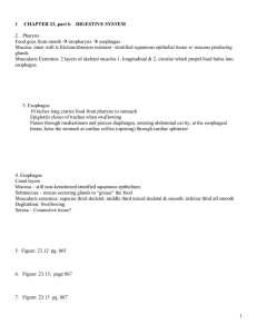 1 1 CHAPTER 23, part b DIGESTIVE SYSTEM 2. Pharynx Food