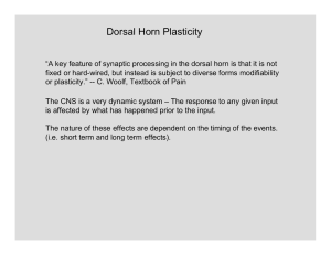 Dorsal Horn Plasticity