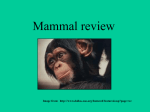 Mammal review