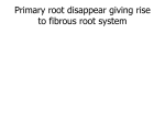 Primary root disappear giving rise to fibrous root system