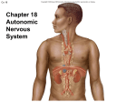 Chapter 18-Autonomic Nervous System