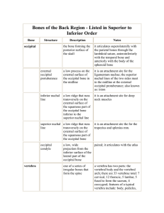 Bones of the Back Region - Listed in Superior to Inferior Order