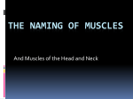 Muscles of the Head - Coach Frei Science