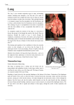 Mammalian lungs - Frank`s Hospital Workshop