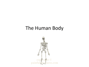 The Human Body