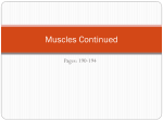 Muscles Continued 190-194