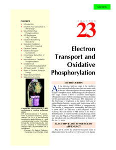 23. electron transport and oxidative phosphorylation