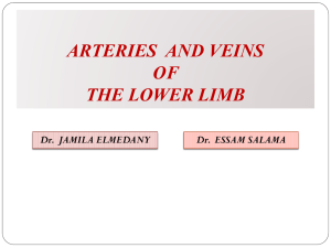 21-Vascular anatomy of the lower limb2015-12-15 04