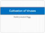 Lab.-5-Cultivation of Viruses