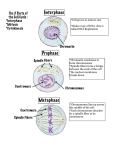 Interphase Prophase Metaphase
