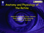 Anatomy and Physiology of the Retina