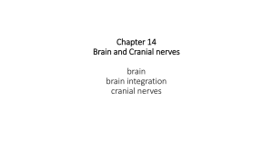 CH 14 brain cranial nerves A and P 2017