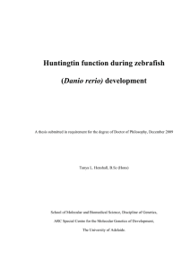 Huntingtin function during zebrafish (Danio rerio) development