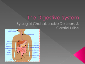 The Digestive System