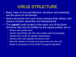virus structure - rci.rutgers.edu