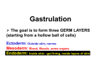 Gastrulation