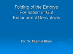 Folding Of Embryo