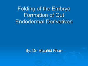 Folding Of Embryo