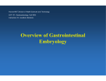 Overview of Gastrointestinal Embryology