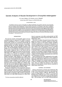 Genetic Analysis of Muscle Development in Drosophila