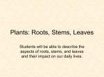 Plants: Roots, Stems, Leaves
