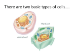 Plant Cells Cell wall - School