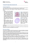 Transport through plants and plant cells