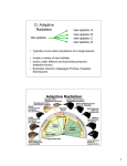 D. Adaptive Radiation