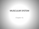 Muscular System PP