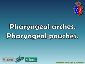 Pharyngeal arches. Pharyngeal pouches.